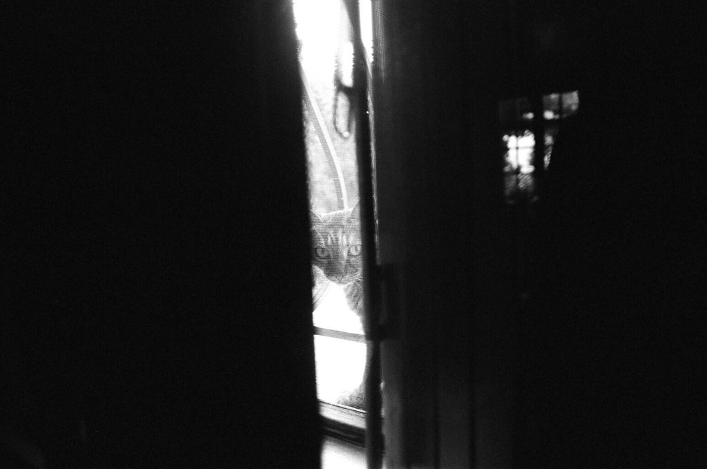 a cat peering through wooden blinds. shot with an Olympus OM-1n, Tmax 400